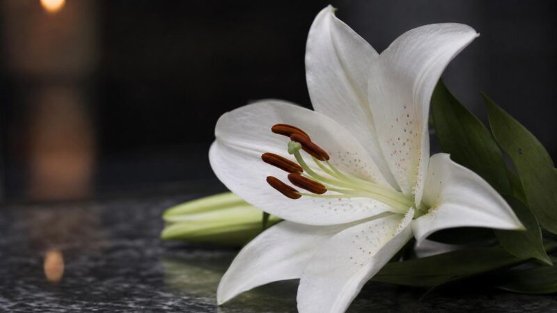 Sudbury Obits: How to Find, Write, and Share Meaningful Obituaries in Greater Sudbury