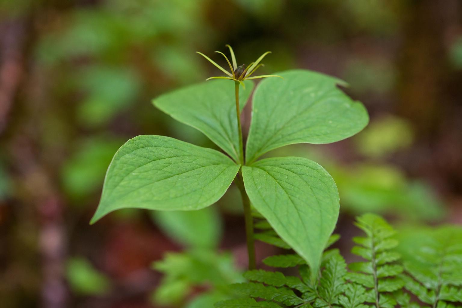 Spiritleaf in Canada: A Practical, Trustworthy Guide to a Leading Cannabis Retailer