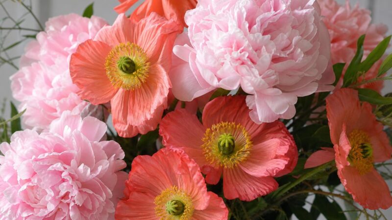 Poppy and Peonies: A Canadian Gardener’s Guide to Planting, Care, Design, and Meaning