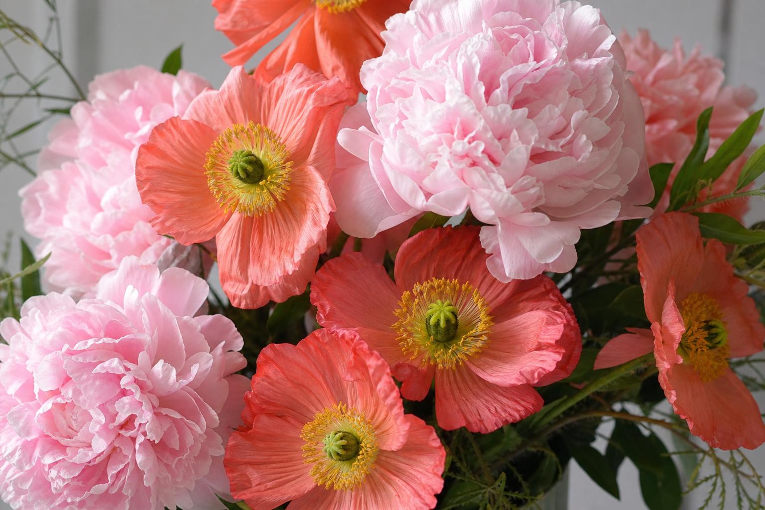 Poppy and Peonies: A Canadian Gardener’s Guide to Planting, Care, Design, and Meaning